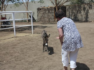 We support the work of Animal Care Egypt